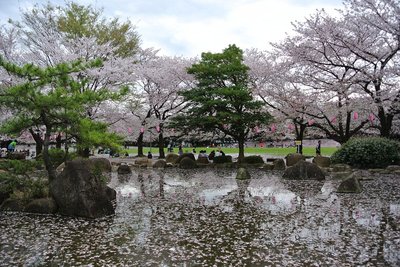 🌳 와라비 시민 공원 (蕨市民公園) 이미지 2